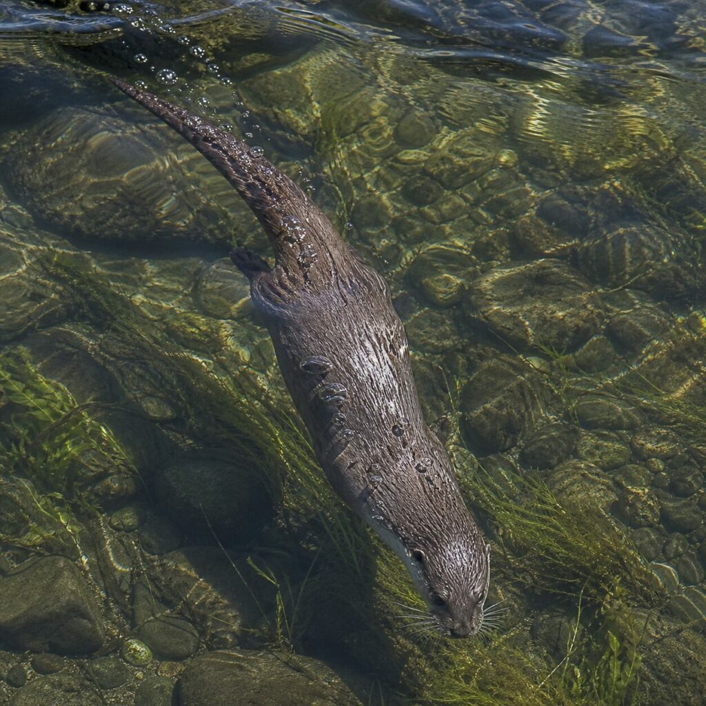 Loutre d’Europe plongeant sous la surface d’une rivière claire