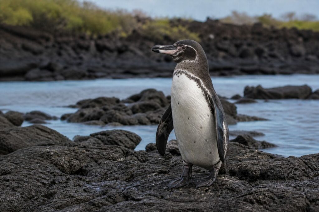 Pinguino bruno e bianco sulle rocce nere — Pinguino delle Galápagos
