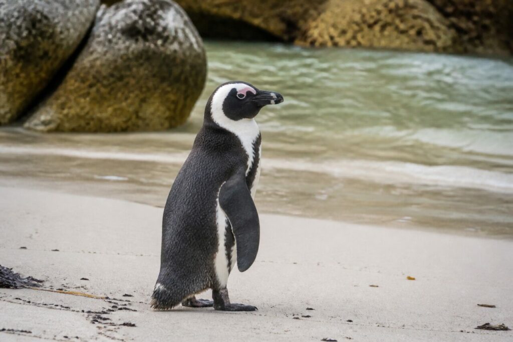 Pinguino accanto a onde e rocce costiere — Pinguino africano