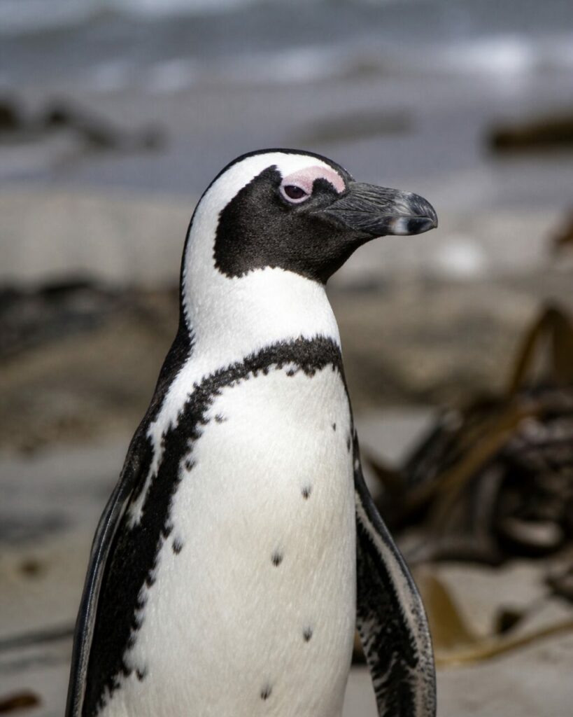 Pelle rosa sopra lʼocchio scuro — Pinguino africano