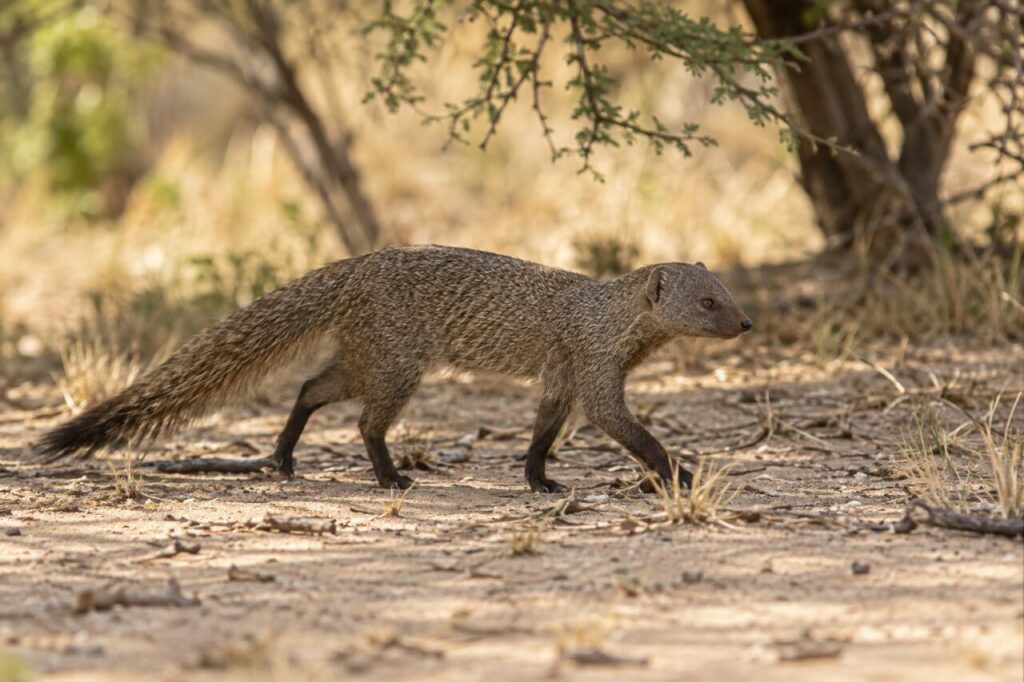 Mangusto-esbelto da savana — crossing a sandy woodland floor