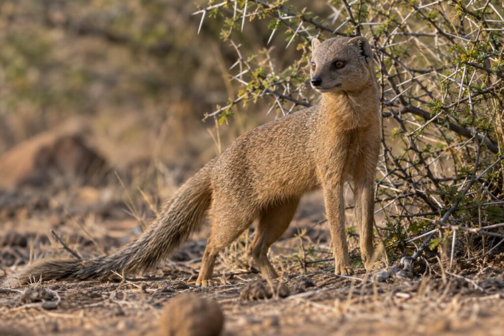 Mangusto-esbelto da savana — standing beside thorny brush