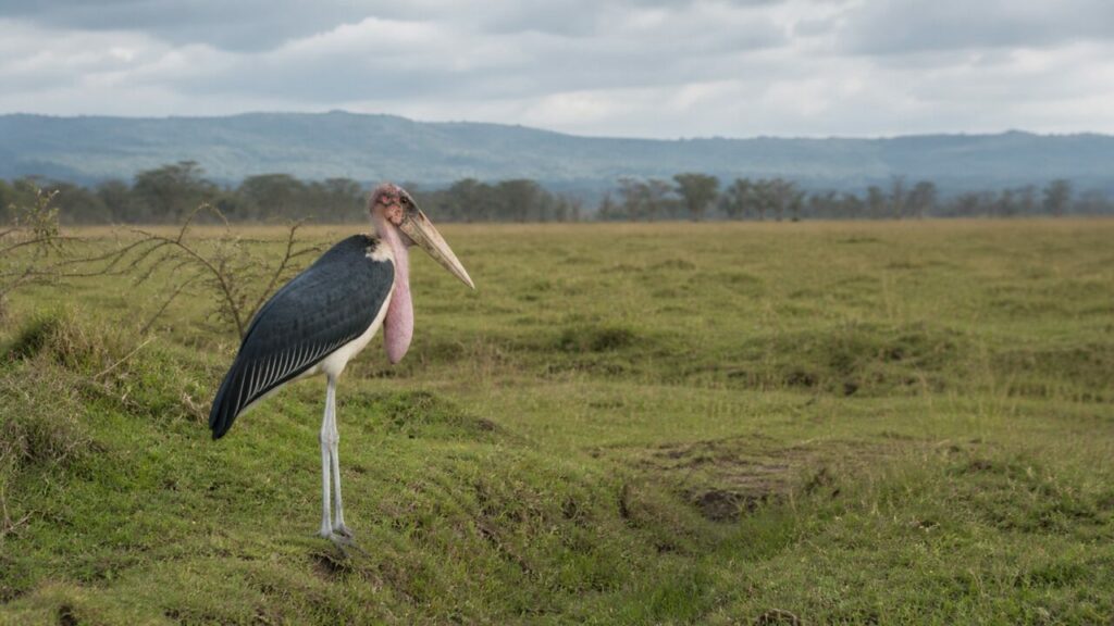Marabù immobile al margine della prateria — Marabù africano