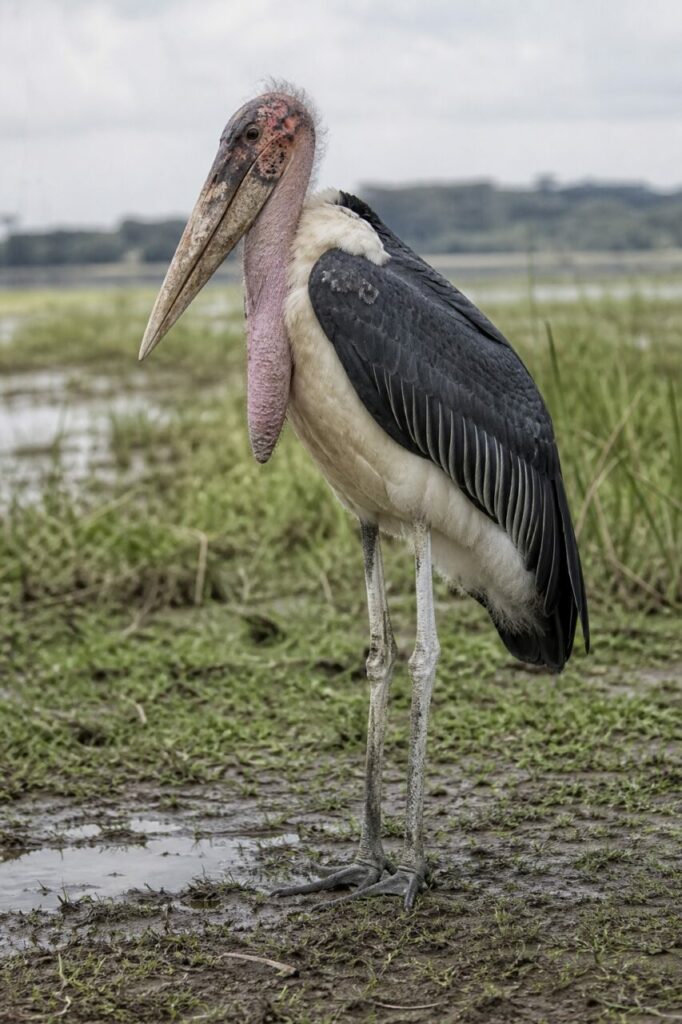 Zampe alte sullʼerba intrisa dʼacqua — Marabù africano