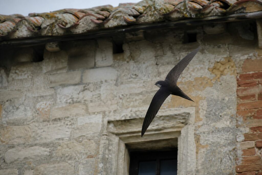 Solitary Eurasian swift passing an old European facade with nesting cavities