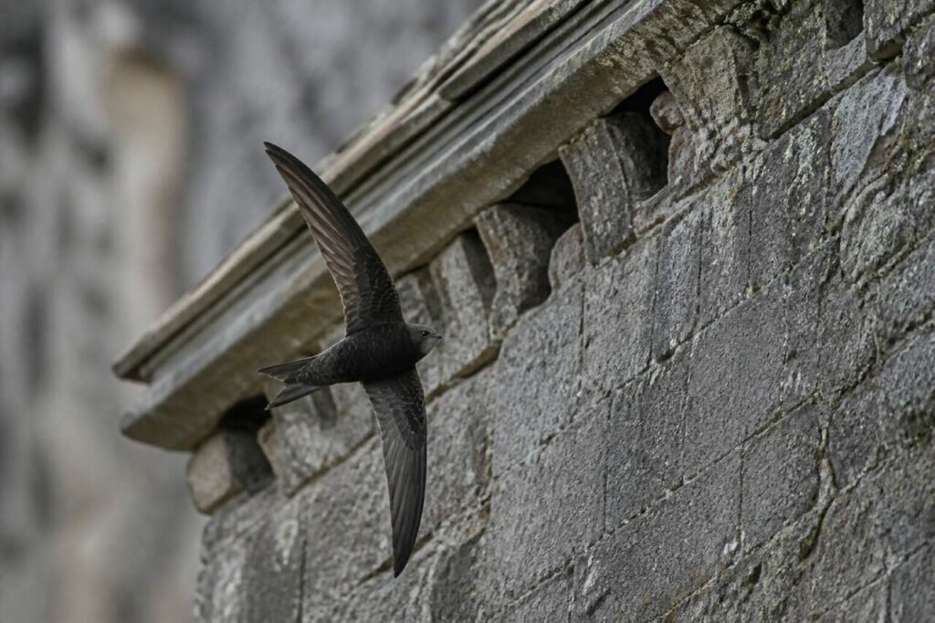 Solitary Eurasian swift in close flight before a ruined European abbey wall