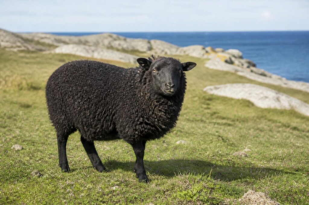 Mouton d’Ouessant adulte sur l’île d’Ouessant, Bretagne, France