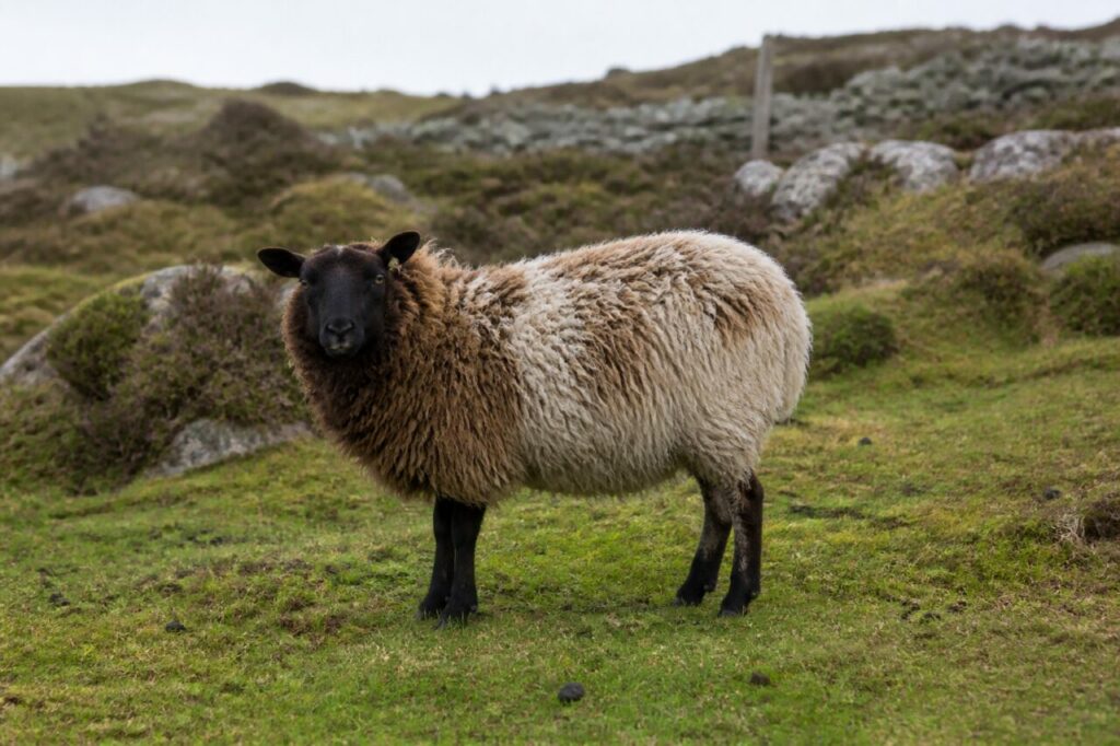 Mouton Shetland adulte dans un pâturage des îles Shetland, Écosse