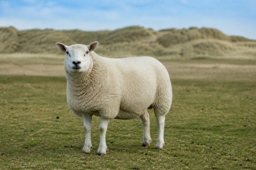Mouton Texel adulte dans un pré de l’île de Texel, Pays-Bas