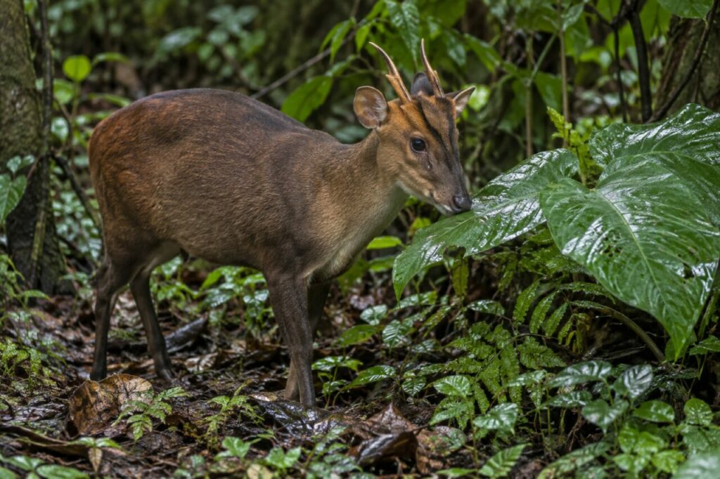 Muntiacue da floresta asiática — browsing beside broad tropical leaves