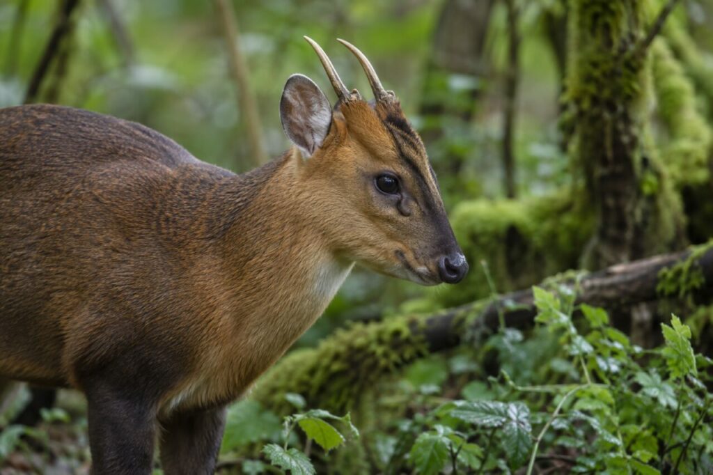 Muntiacue da floresta asiática — close profile with short antlers