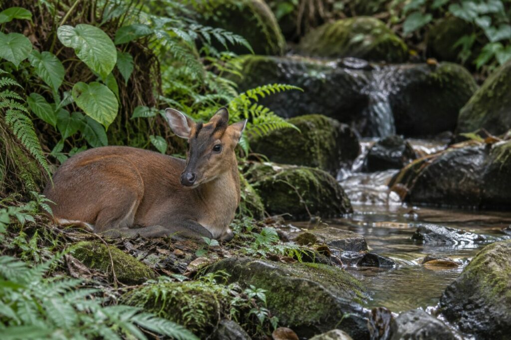 Muntiacue da floresta asiática — resting near a shaded forest stream