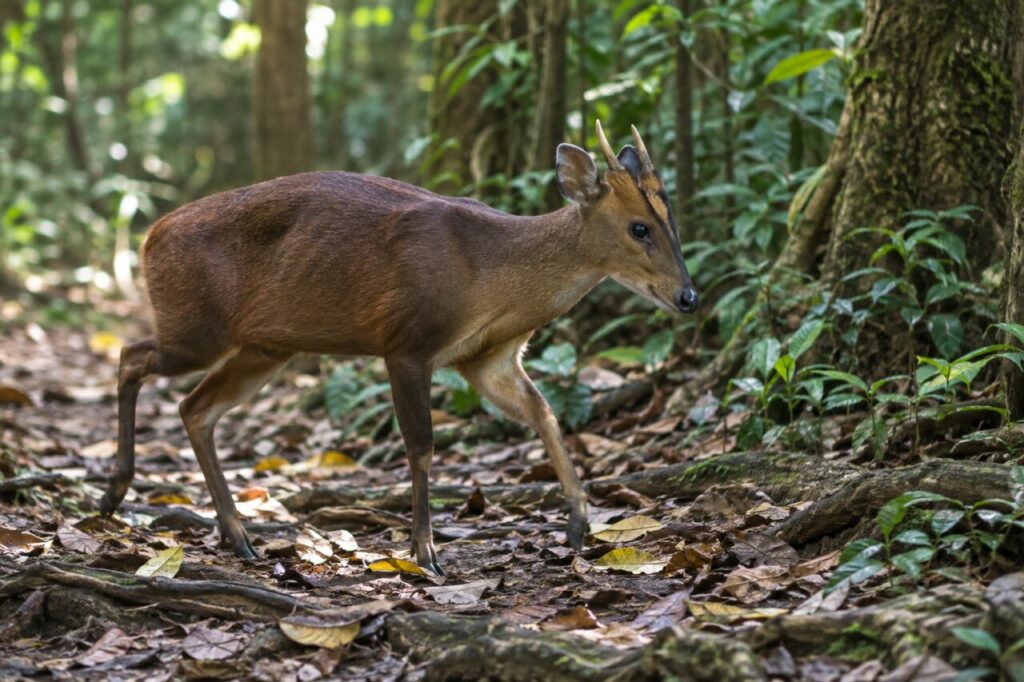 Muntiacue da floresta asiática — walking over a leaf-littered trail