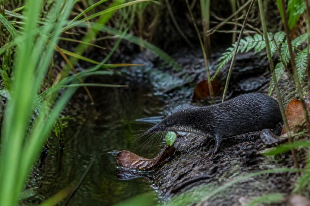 Musaraigne aquatique Neomys fodiens seule le long d’un fossé forestier aux carex et fougères