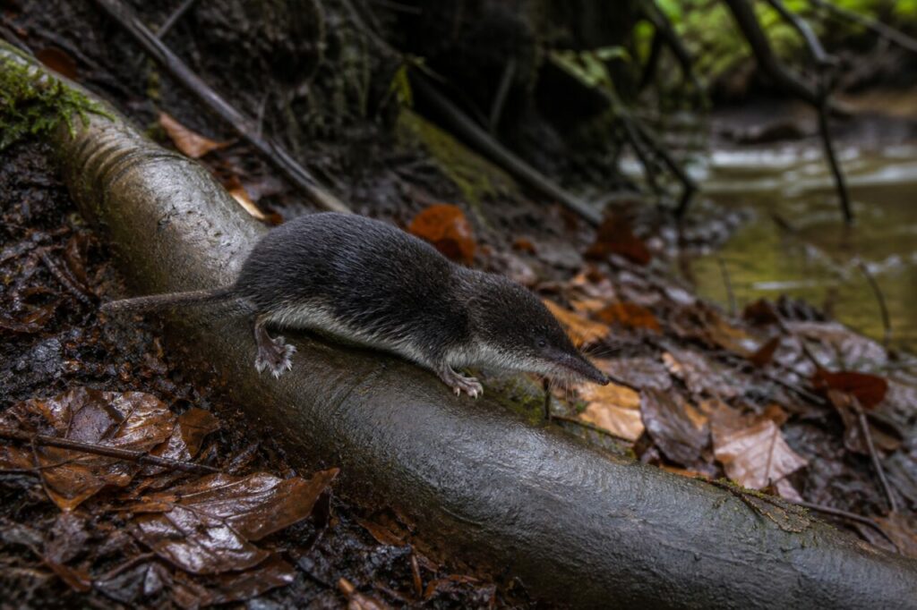 Musaraigne aquatique Neomys fodiens seule sur une racine de hêtre au bord d’un ruisseau après la pluie