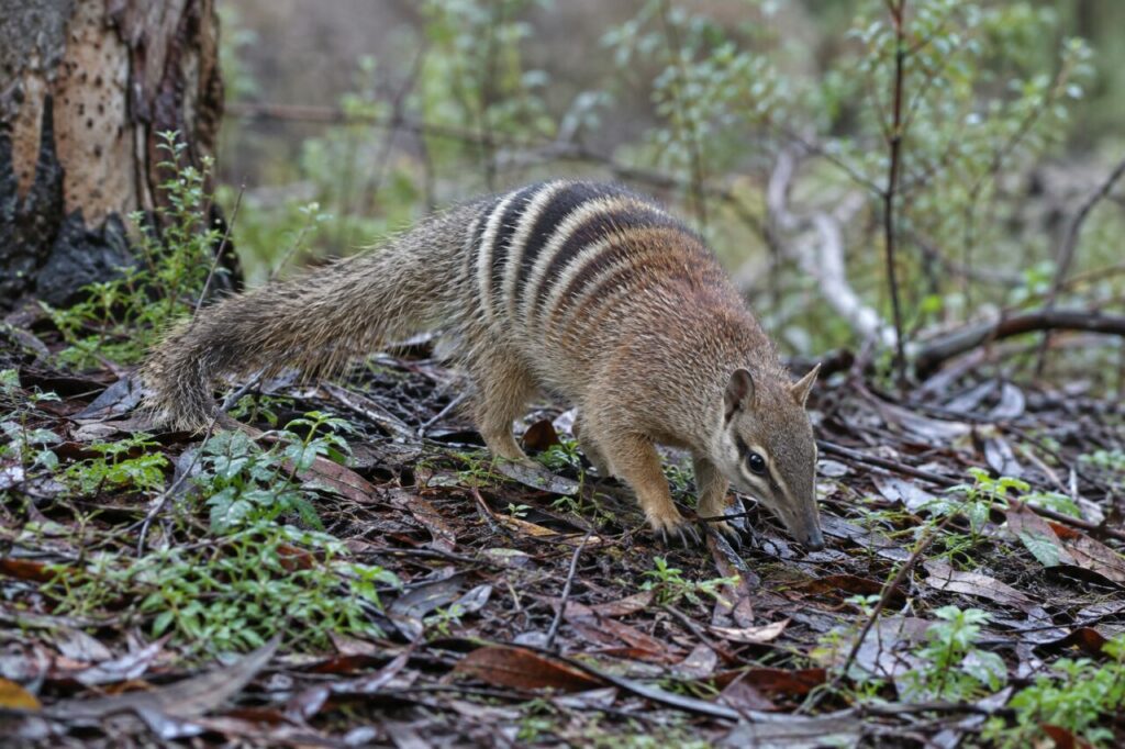 Museau au sol, le numbat cherche les termites après la pluie