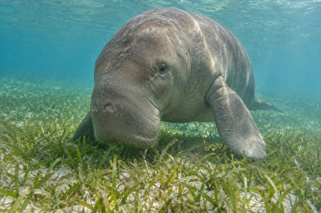Museau et nageoires d’un dugong Dugong dugon parmi les feuilles marines