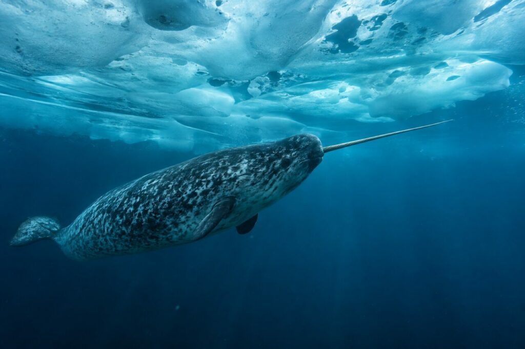 Narval-do-Ártico — swimming below blue ice