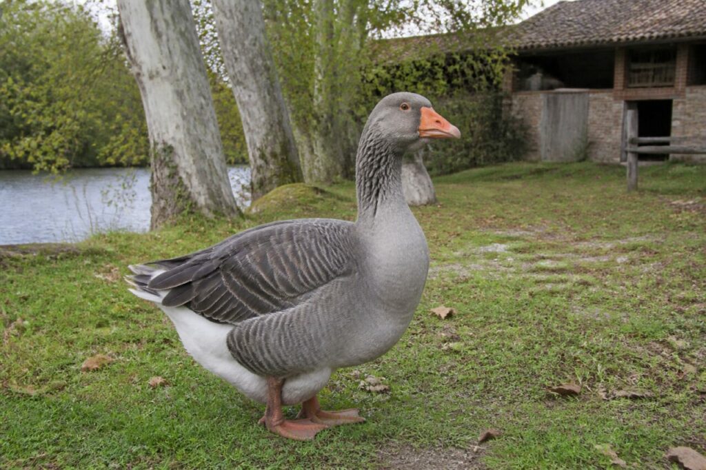 Oie de Toulouse adulte dans une ferme des environs de Toulouse, France