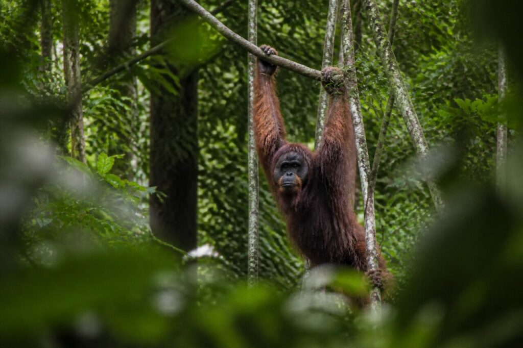 Orangutan del Borneo — Aggrappato tra le foglie