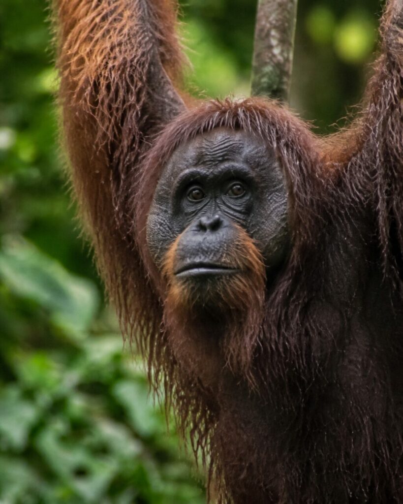 Orangutan del Borneo — Volto attento tra le braccia