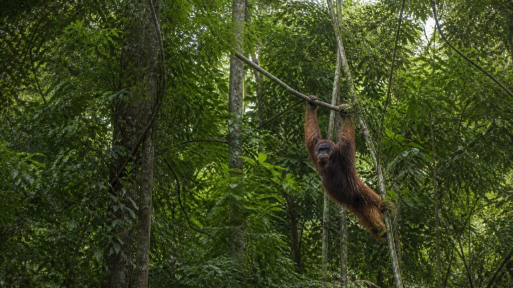 Orangutan del Borneo — In alto nel verde tropicale