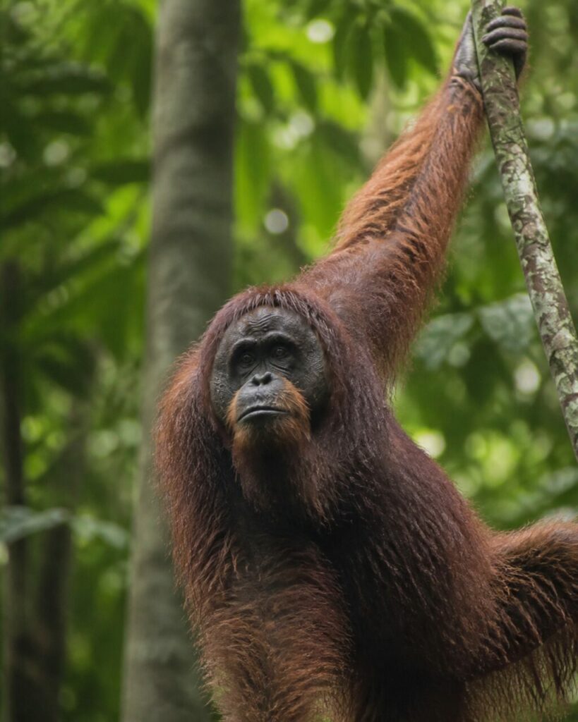 Orangutan del Borneo — Braccio sollevato intorno al giovane tronco