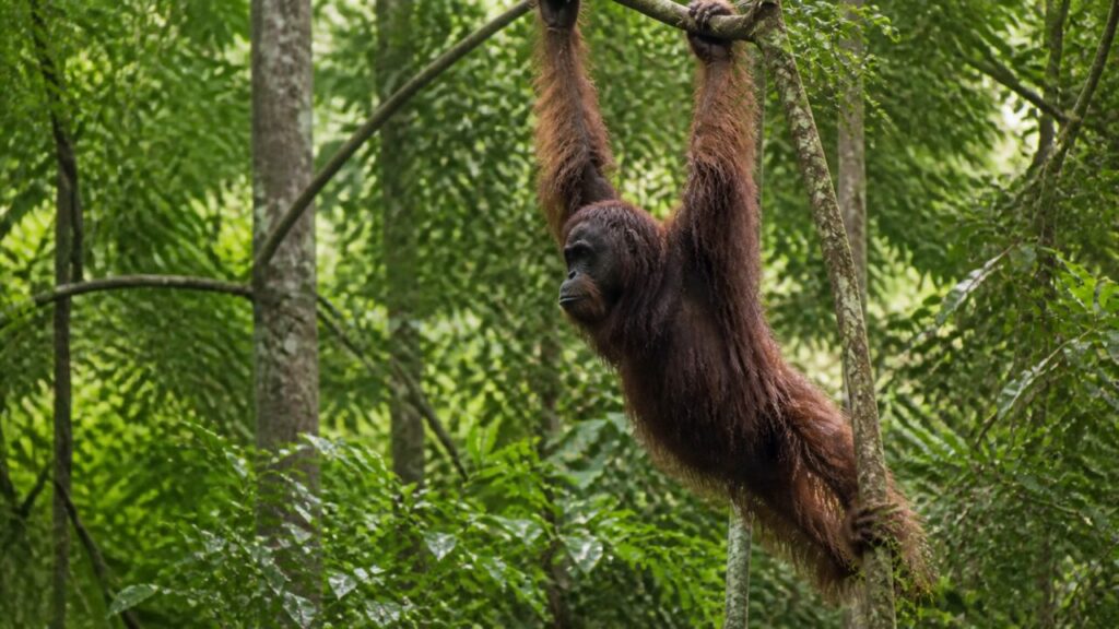 Orangutan del Borneo — Sospeso tra due rami