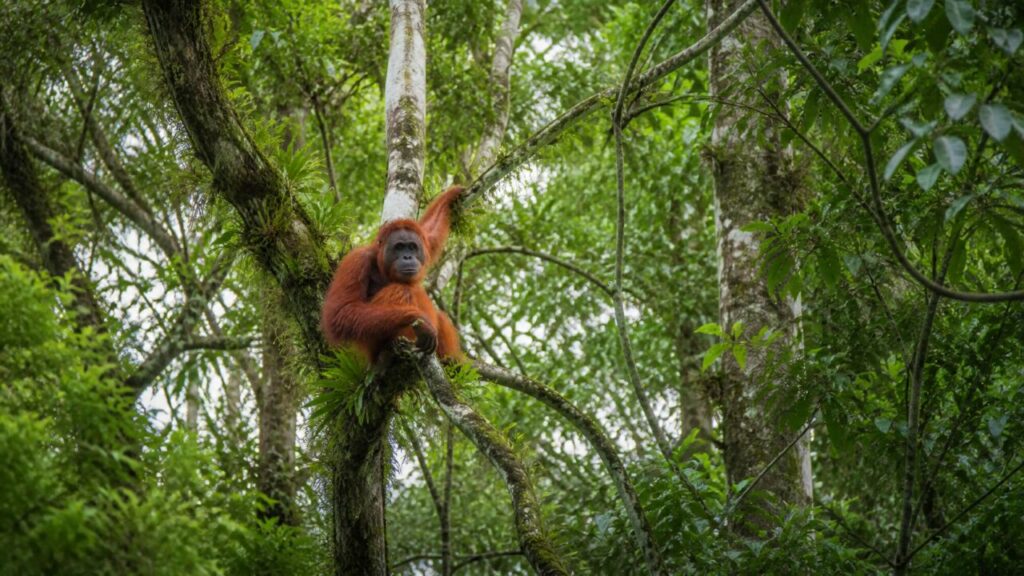 Orango — Orango lontano nella chioma