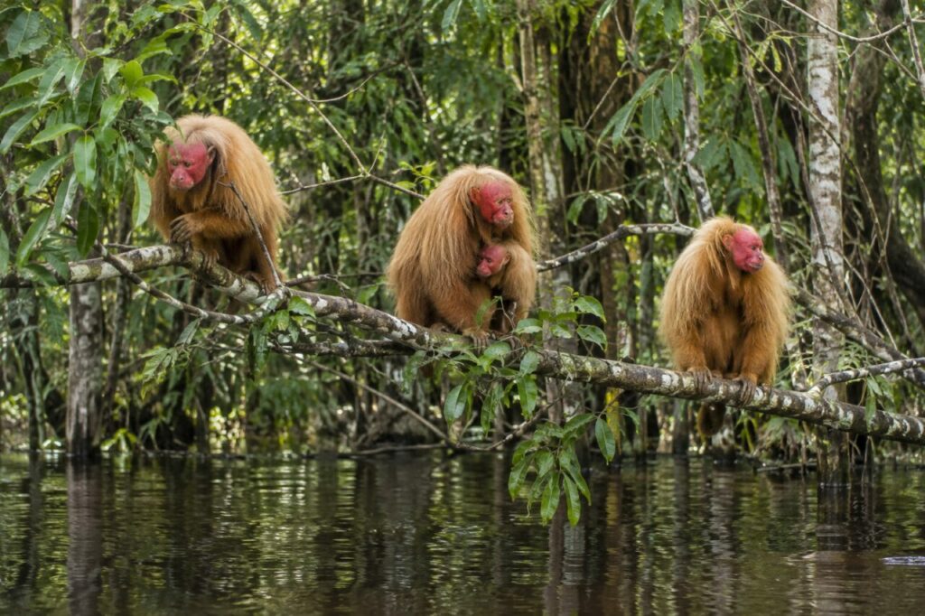 Ouakari chauve de la forêt amazonienne inondée — a small group above dark river water