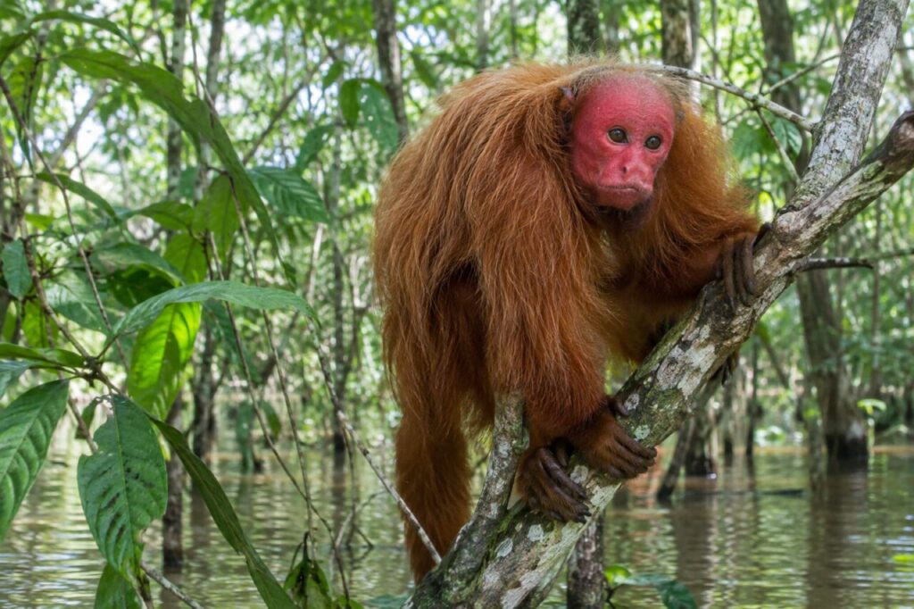 Ouakari chauve de la forêt amazonienne inondée — clinging to a flooded forest branch