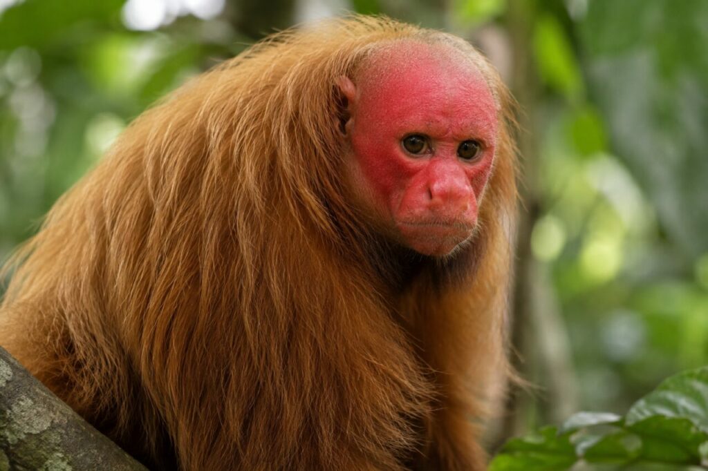 Ouakari chauve de la forêt amazonienne inondée — close portrait with a bright red face