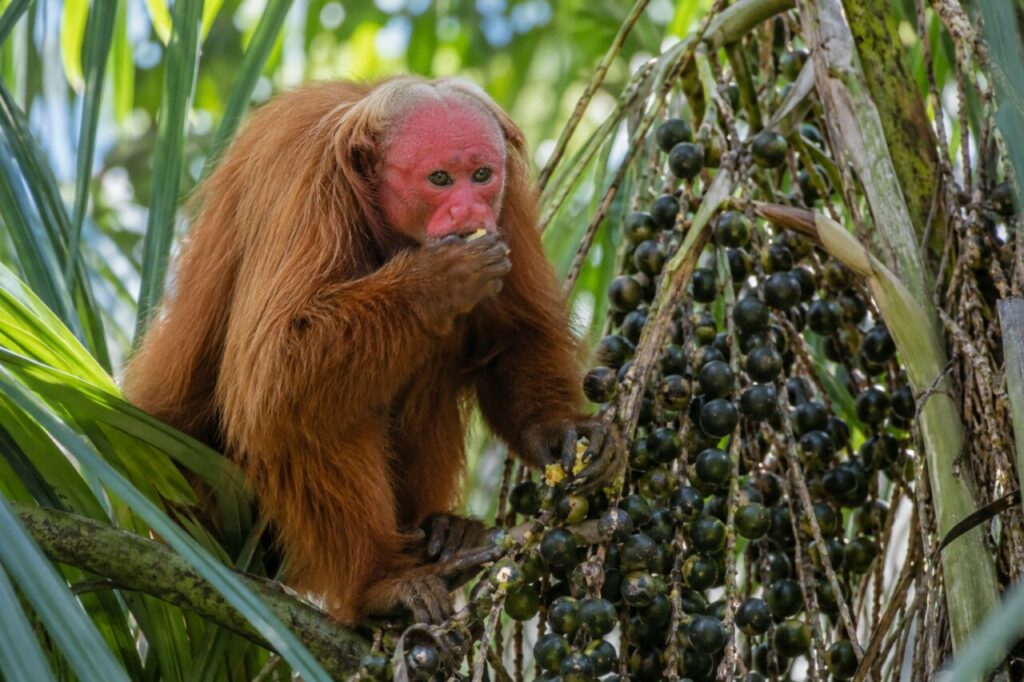 Ouakari chauve de la forêt amazonienne inondée — feeding among palm fruits