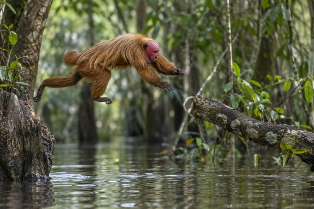 Ouakari chauve de la forêt amazonienne inondée — leaping across a watery gap