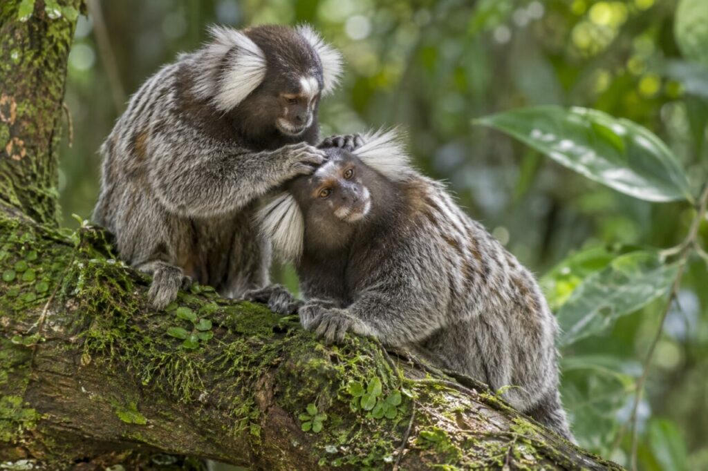 Sagui-comum da Mata Atlântica — a pair grooming on a mossy trunk