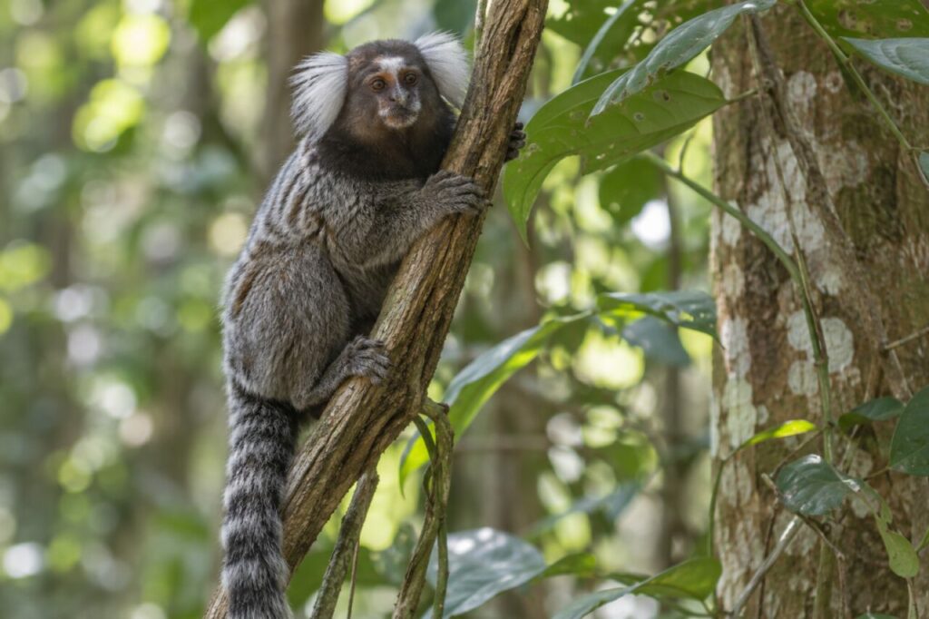 Sagui-comum da Mata Atlântica — clinging to a vine in filtered light