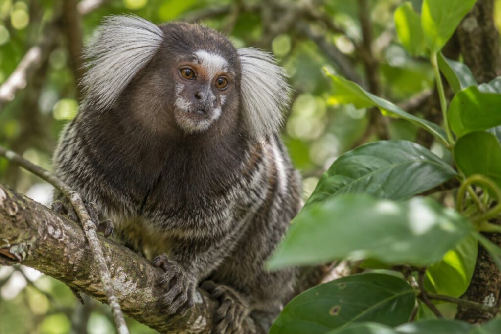 Common marmoset — close portrait among tropical foliage