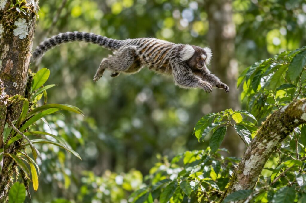 Common marmoset — leaping across a leafy gap