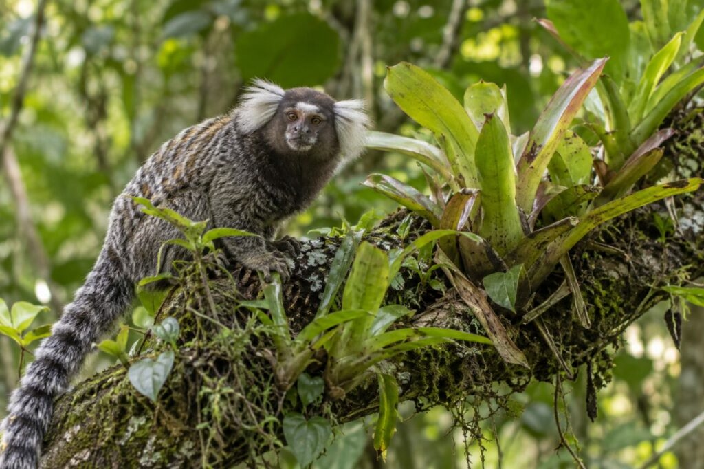 Sagui-comum da Mata Atlântica — looking from a bromeliad-covered branch