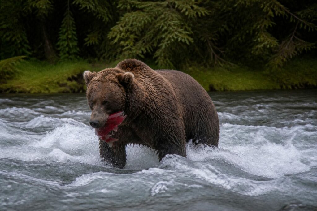 Salmone rosso fra le fauci di un orso nelle rapide — Orso bruno con salmone