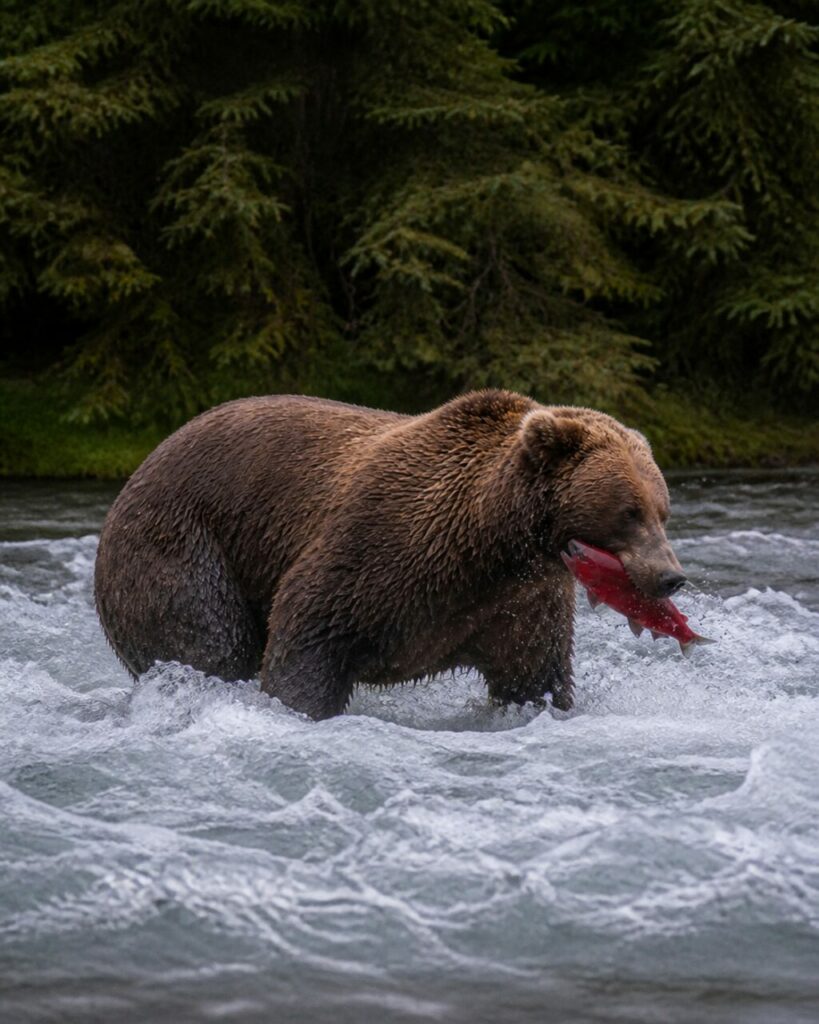 Pelliccia fradicia mentre lʼorso porta la preda nella schiuma — Orso bruno con salmone