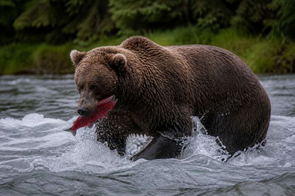 Contro la corrente avanza lʼorso con il pesce fra i denti, volume imponente — Orso bruno con salmone