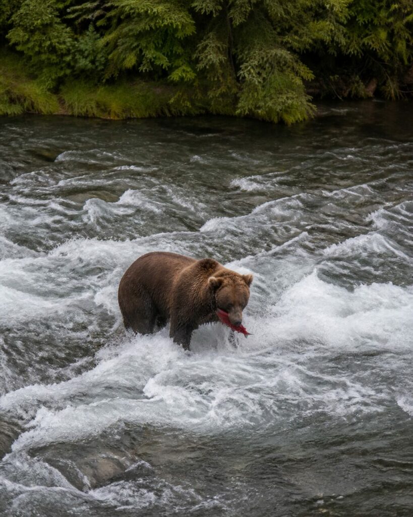 Fiume impetuoso, orso e preda fra le onde — Orso bruno con salmone