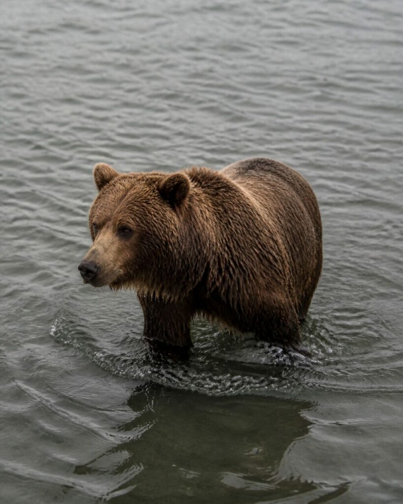 Onde concentriche attorno al corpo bruno — Orso bruno
