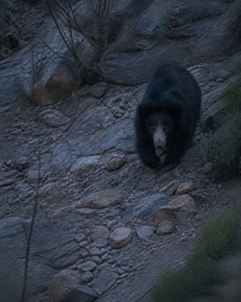 Orso dal lungo manto nero in avvicinamento fra le rocce — Orso labiato
