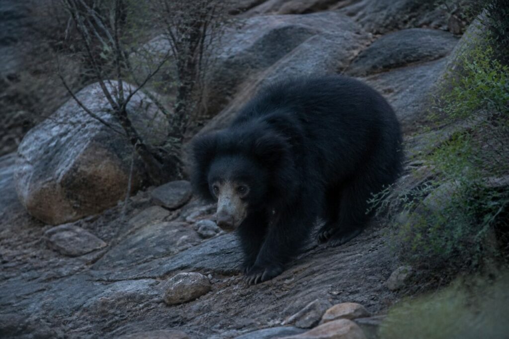 Discesa tra pietre scure — Orso labiato