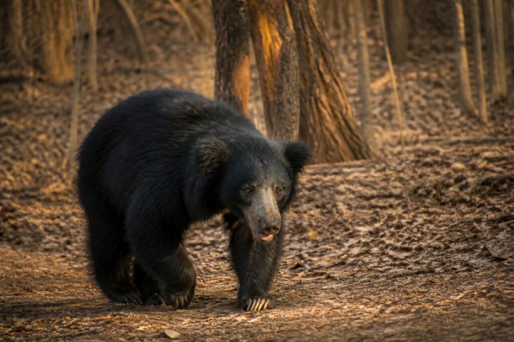 Lʼorso attraversa una radura soleggiata — Orso labiato