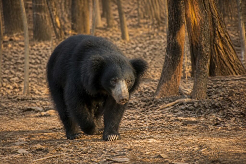 Un orso dal pelo irsuto avanza nel bosco — Orso labiato