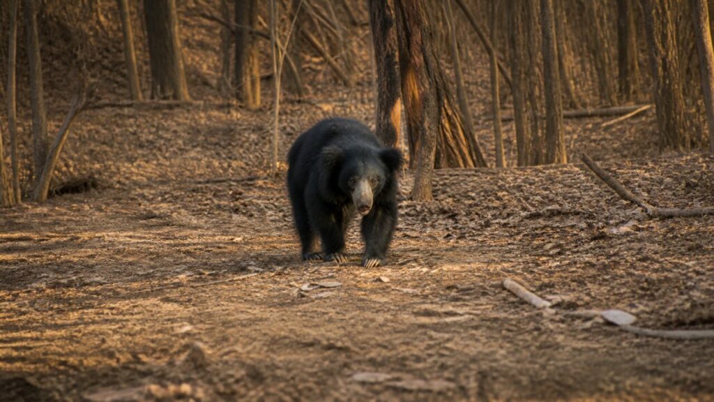 Passo dellʼorso sul sentiero nel bosco — Orso labiato