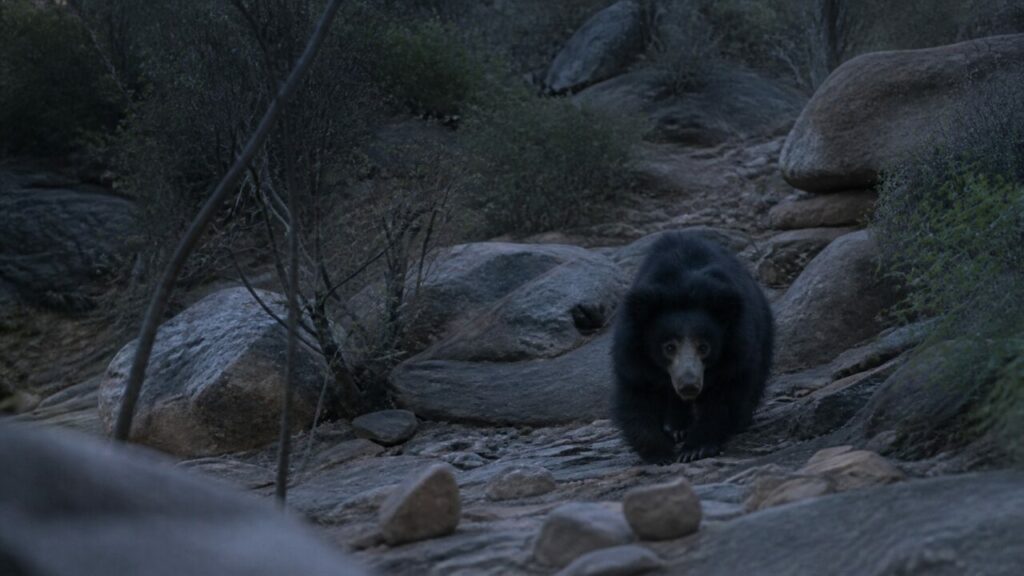 Orso labiato in cammino sul pendio aperto — Orso labiato